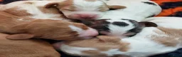 Cocker Spaniel dogs for sale: kc show cocker spaniels  - Advert 17