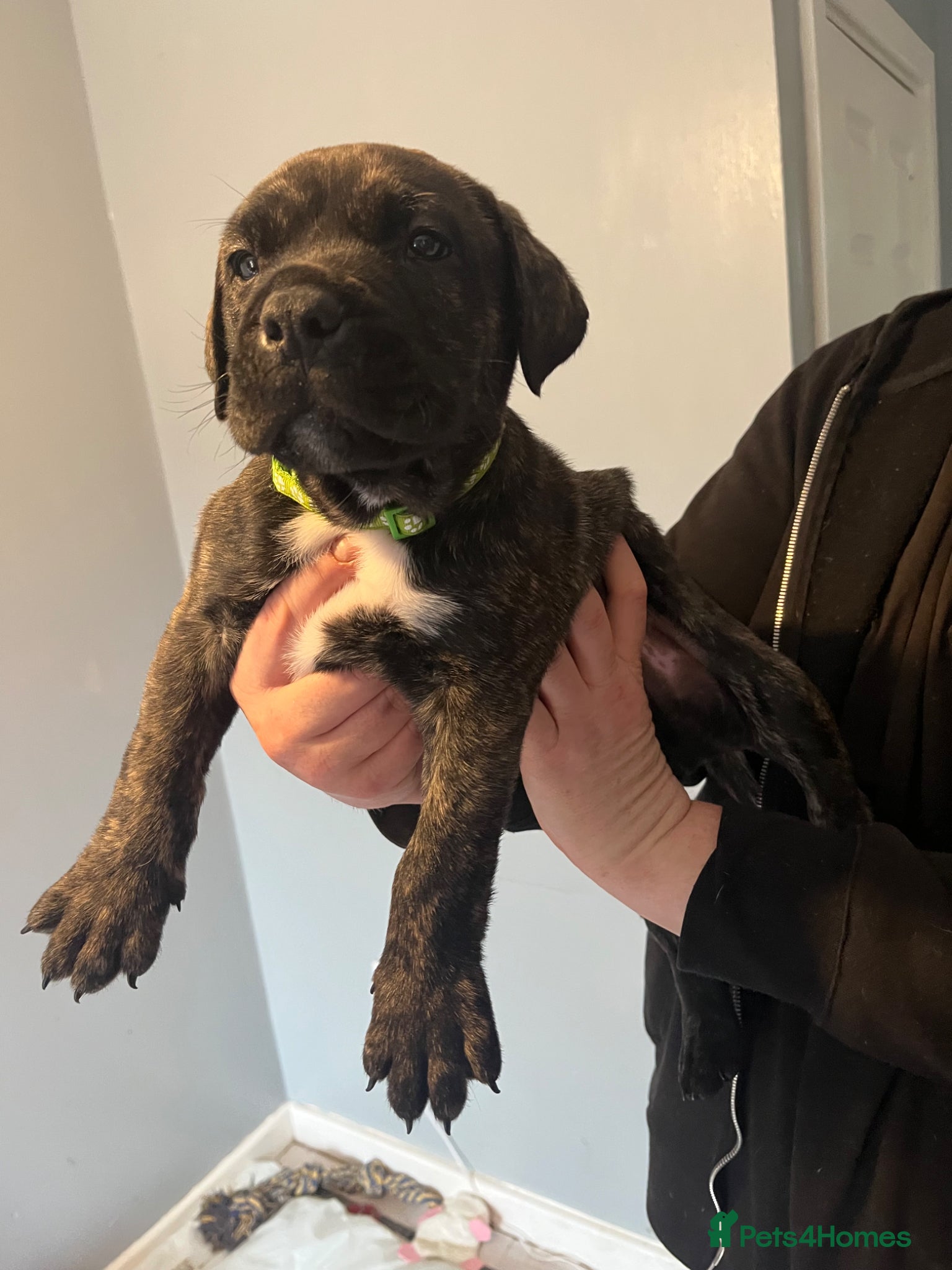 Mastiff dogs 9 beautiful mastiff puppies  - Advert 4