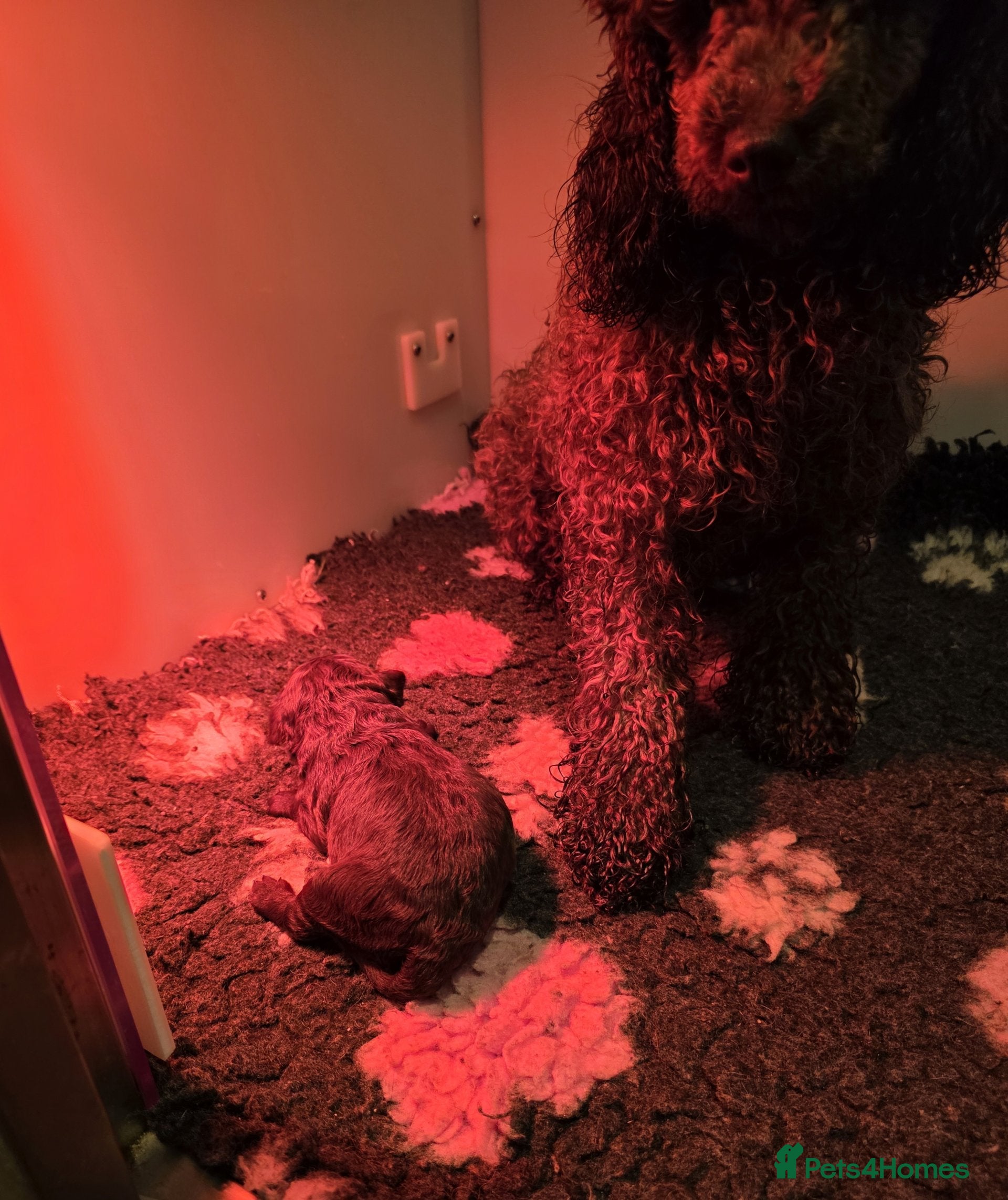 Cavapoo dogs Chocolate cavapoo available babies   - Advert 1