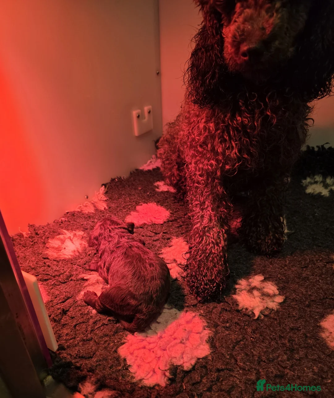 Cavapoo dogs for sale: Chocolate cavapoo available babies   - Advert 1