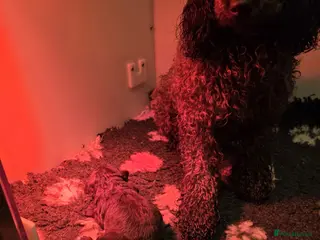 Cavapoo dogs Chocolate cavapoo available babies - Advert 1