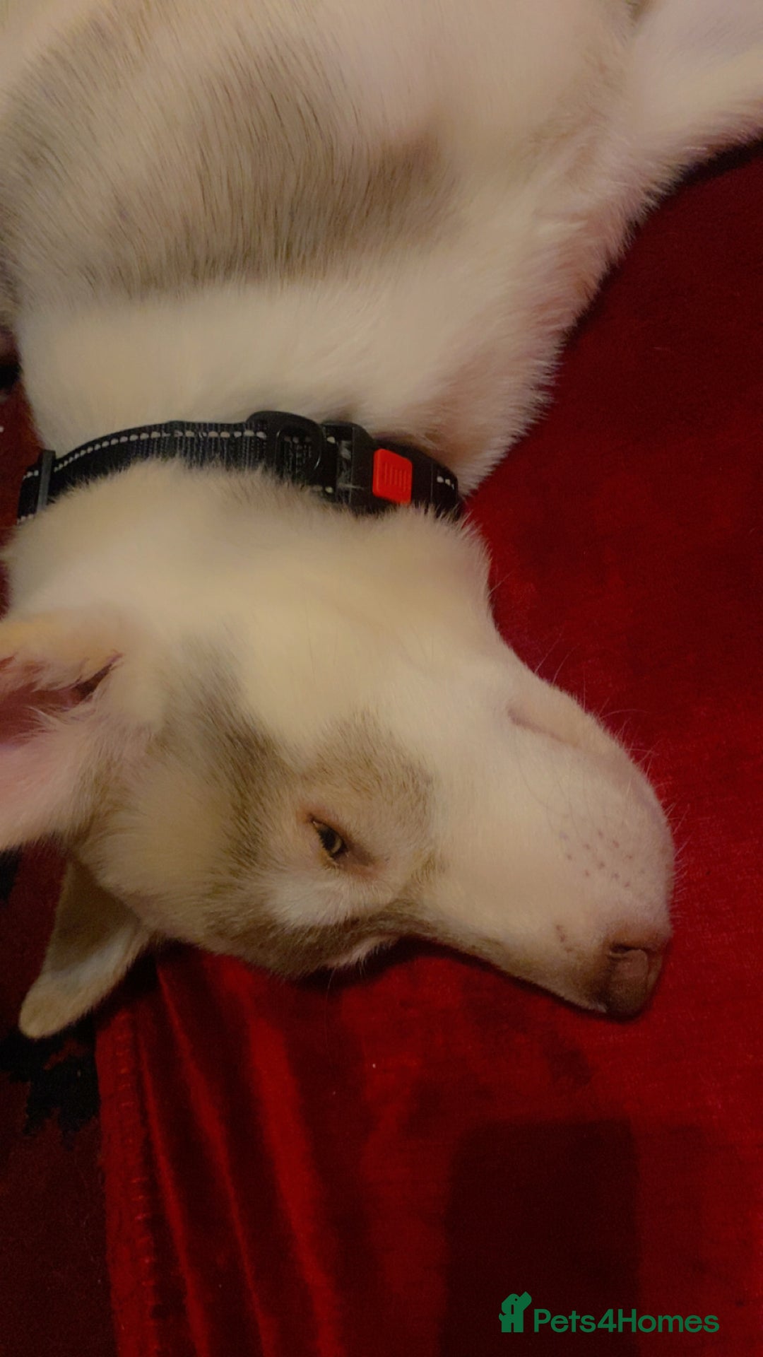 Siberian Husky dogs for sale: Siberian husky koda - Advert 4