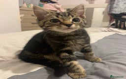 Mixed Breed cats for sale: READY NOW - 4 beautiful mixed breed kittens - Image 4