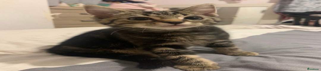 Mixed Breed Kitten 1