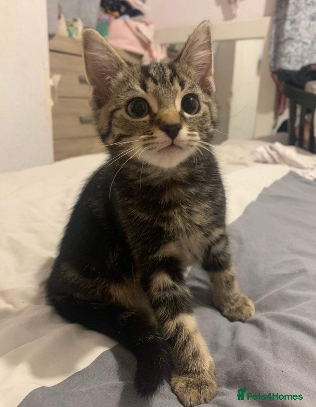Mixed Breed cats for sale: READY NOW - 4 beautiful mixed breed kittens - Image 4