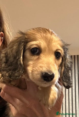 Miniature Dachshund dogs - Advert 2