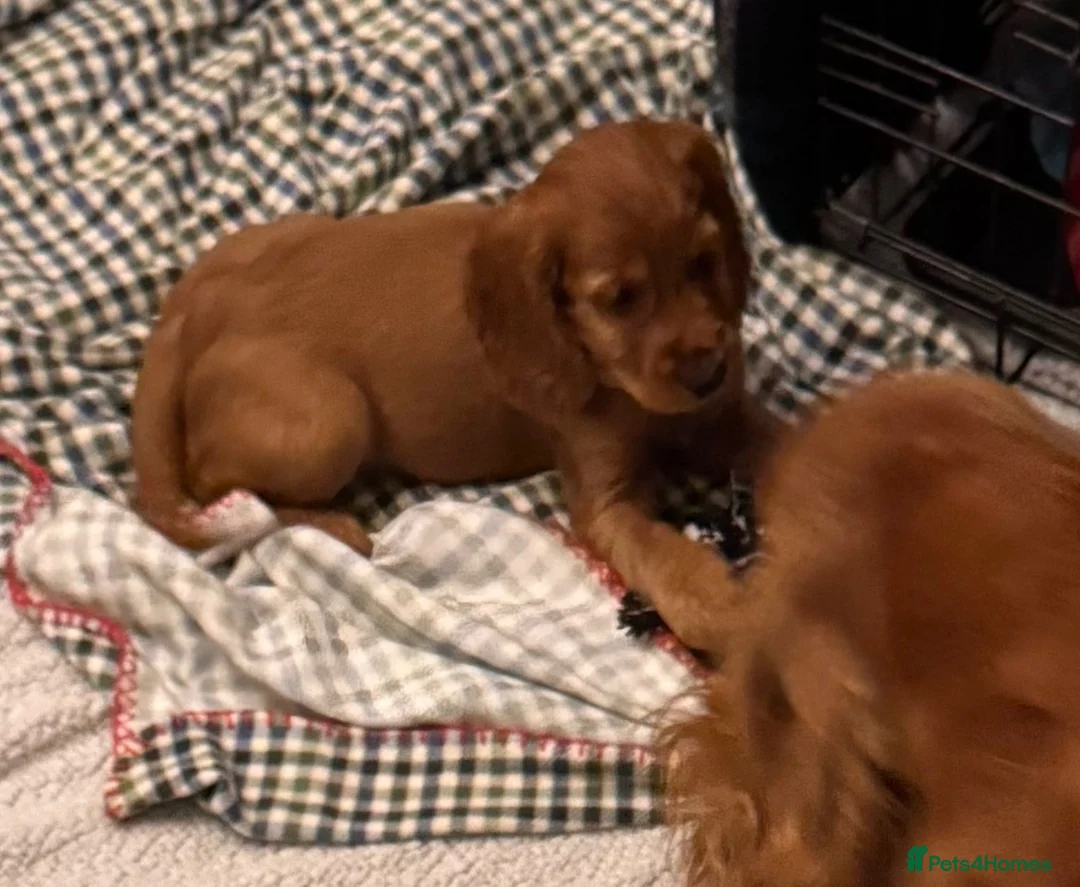 Cocker Spaniel dogs for sale: Red Show Type Cocker Spaniel puppies  - Advert 20