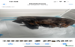 Miniature Dachshund dogs for sale: Beautiful miniature dachshund puppies - Image 4