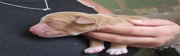 Cocker Spaniel dogs for sale: 4 beautiful cocker spaniel puppies - Advert 13
