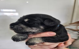 Miniature Schnauzer dogs for sale: Miniature schnauzer's due, KC, Mac, low COI - Image 26