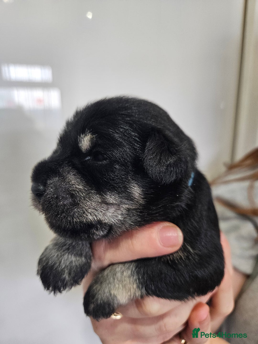 Miniature Schnauzer dogs for sale: Miniature schnauzer's due, KC, Mac, low COI - Image 26