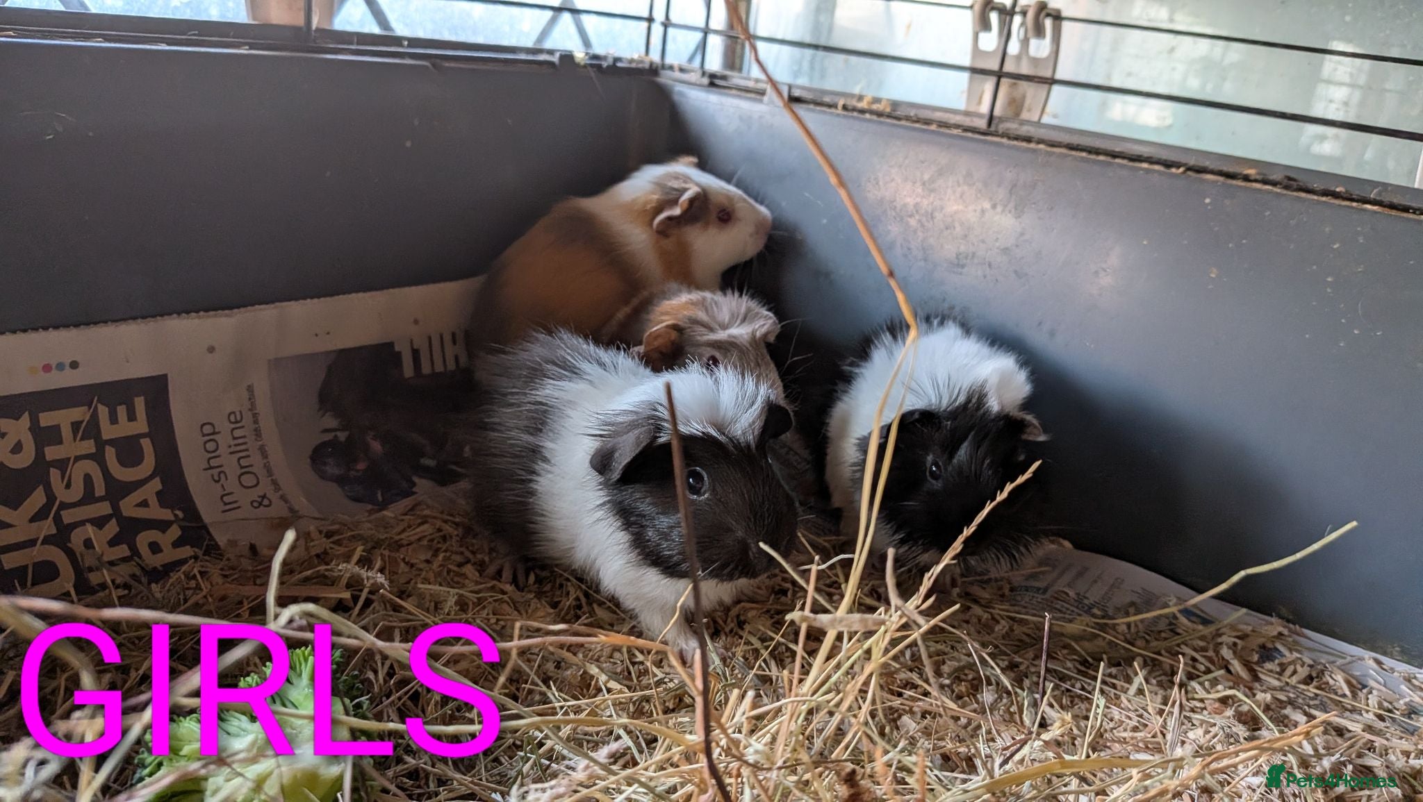 Guinea Pig rodents Beautiful Baby Guinea Pigs  - Advert 6