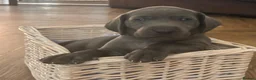 Weimaraner dogs for sale: KC Reg Weimaraner Puppies Silver & Blue - Advert 35