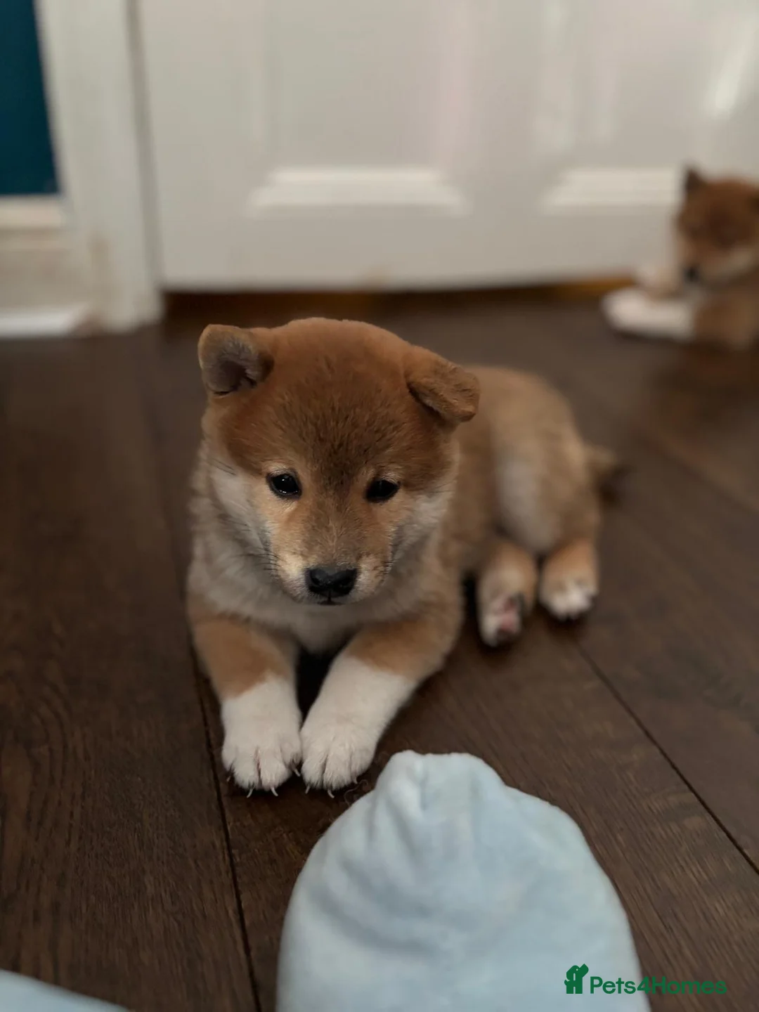 Japanese Shiba Inu dogs for sale: KC REGISTERED SHIBA INU RED PUPPIES FOR SALE - Advert 2
