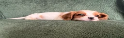 Cockalier dogs for sale: Beautiful, health tested cockalier puppies.  - Advert 31