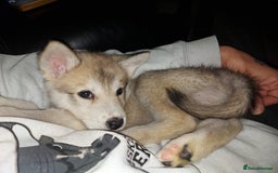 Mixed Breed dogs for sale: Huskita malamutes - Image 5