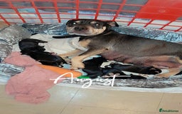 Mixed Breed dogs for sale: Staffy cross German shepherd/Shar-pei  - Image 4