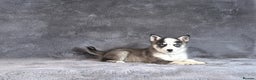 Pomsky dogs for sale: F3 blue eyes perfect husky markings Pomsky puppies - Advert 6