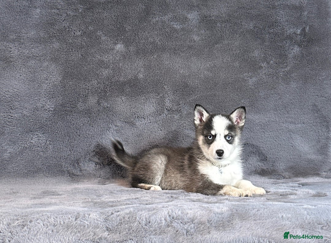 Pomsky dogs for sale: F3 blue eyes perfect husky markings Pomsky puppies - Advert 6