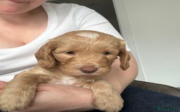 Cockapoo dogs for sale: - 3 Cockapoo Puppies - ! collect today ! Chester - - Image 10