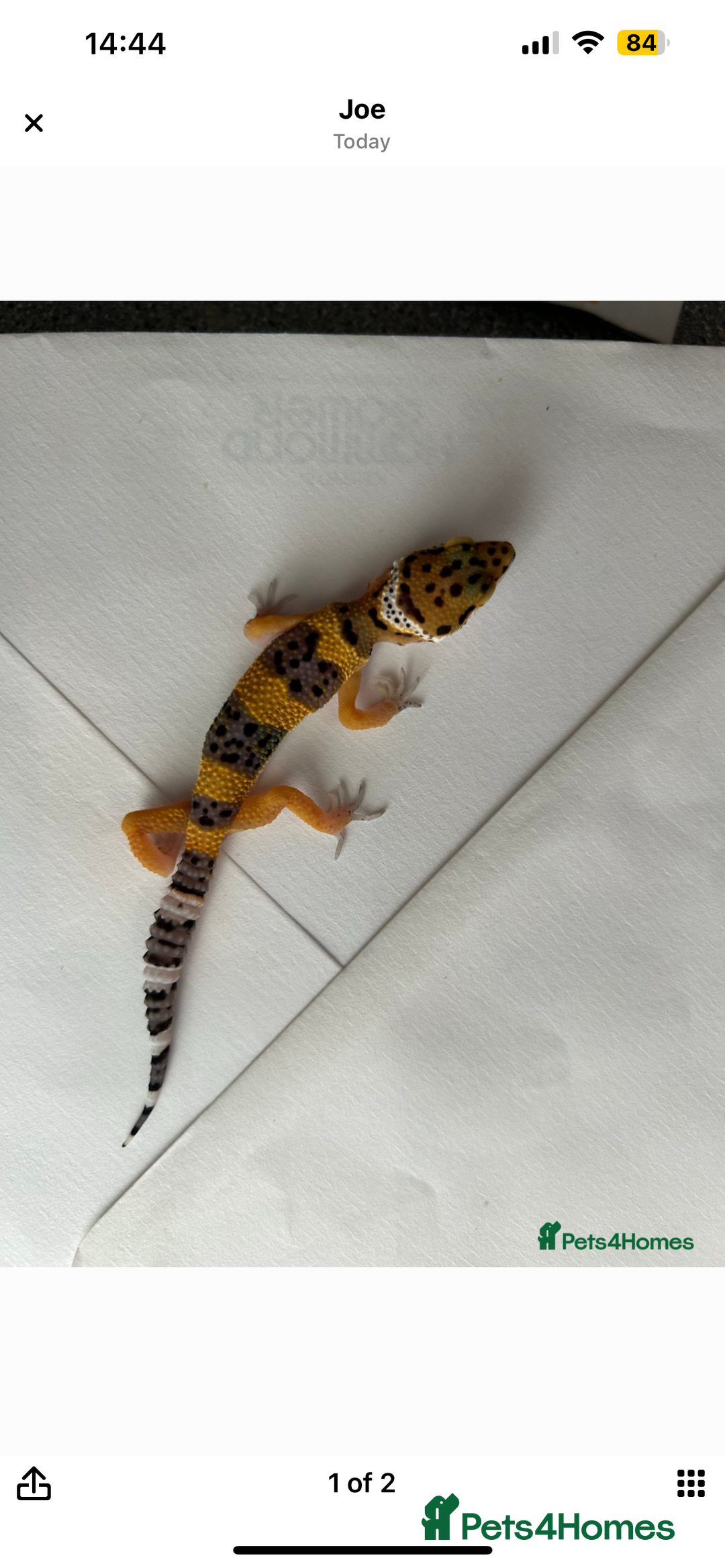 Leopard Gecko reptiles for sale: 2 x baby leopard geckos - Image 5