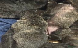 Cane Corso dogs for sale: Champion bloodline cane corso puppys - Image 5