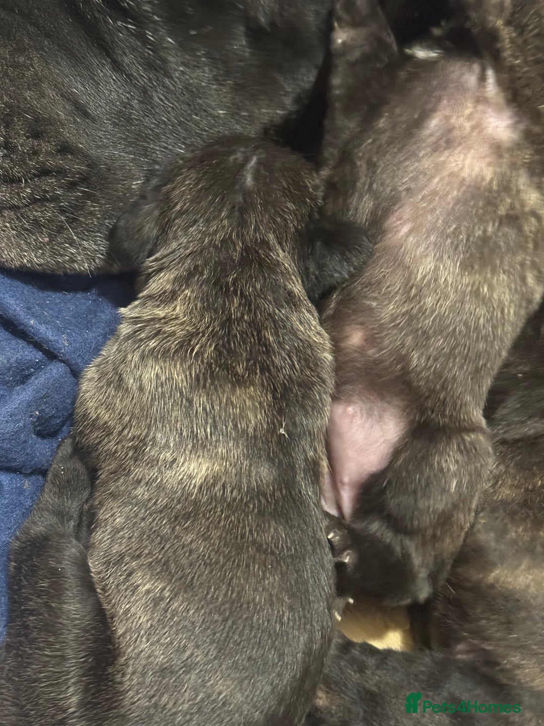 Cane Corso dogs for sale: Champion bloodline cane corso puppys - Image 5