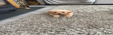 Maltipoo Puppy 2