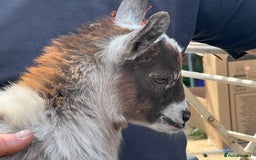 Goats livestock for sale: Gorgeous Chocolate & White Female Baby Pigmy - Image 5