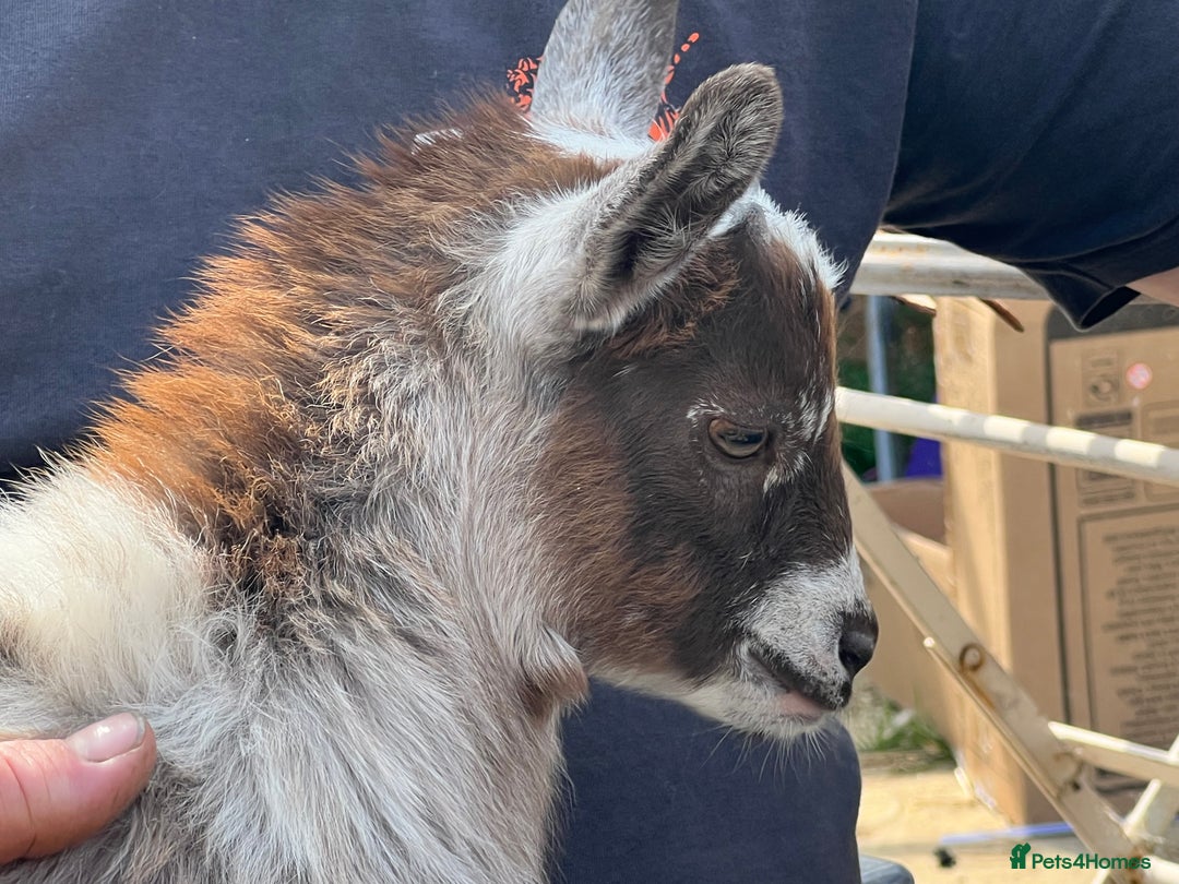 Goats livestock for sale: Gorgeous Chocolate & White Female Baby Pigmy - Image 5