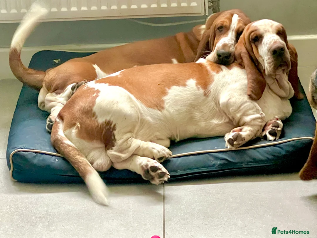 Basset Hound dogs for sale: Two Bassett hound  - Advert 4
