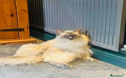 Ragdoll cats for sale: Looking for a 5 star home for my two ragdolls - Image 7