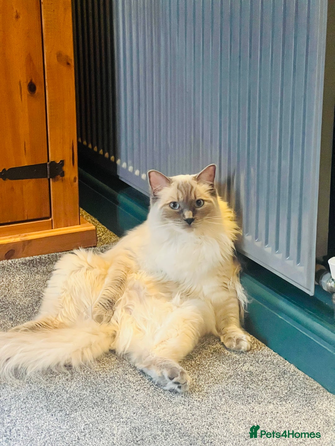 Ragdoll cats for sale: Looking for a 5 star home for my two ragdolls - Image 7