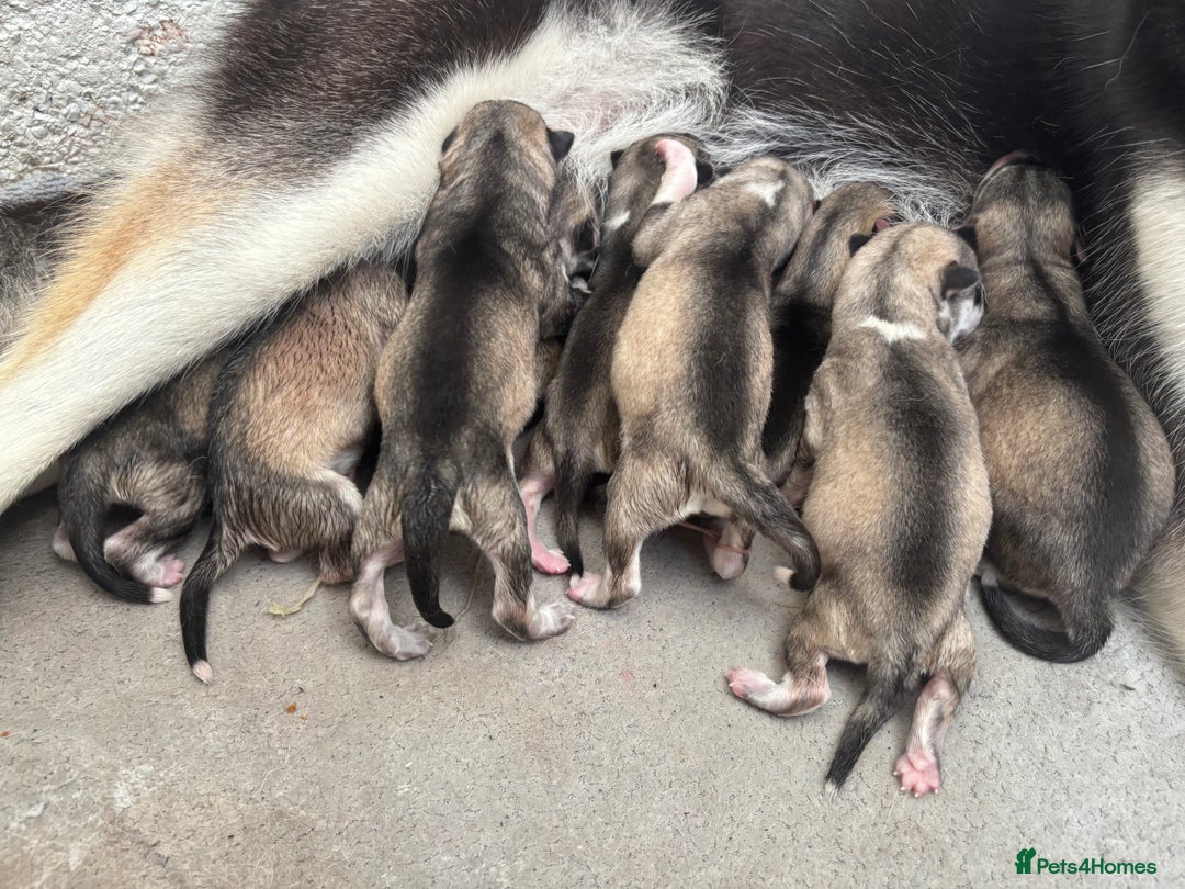 Utonagan dogs for sale: 8 Huskey malamutes  - Image 1