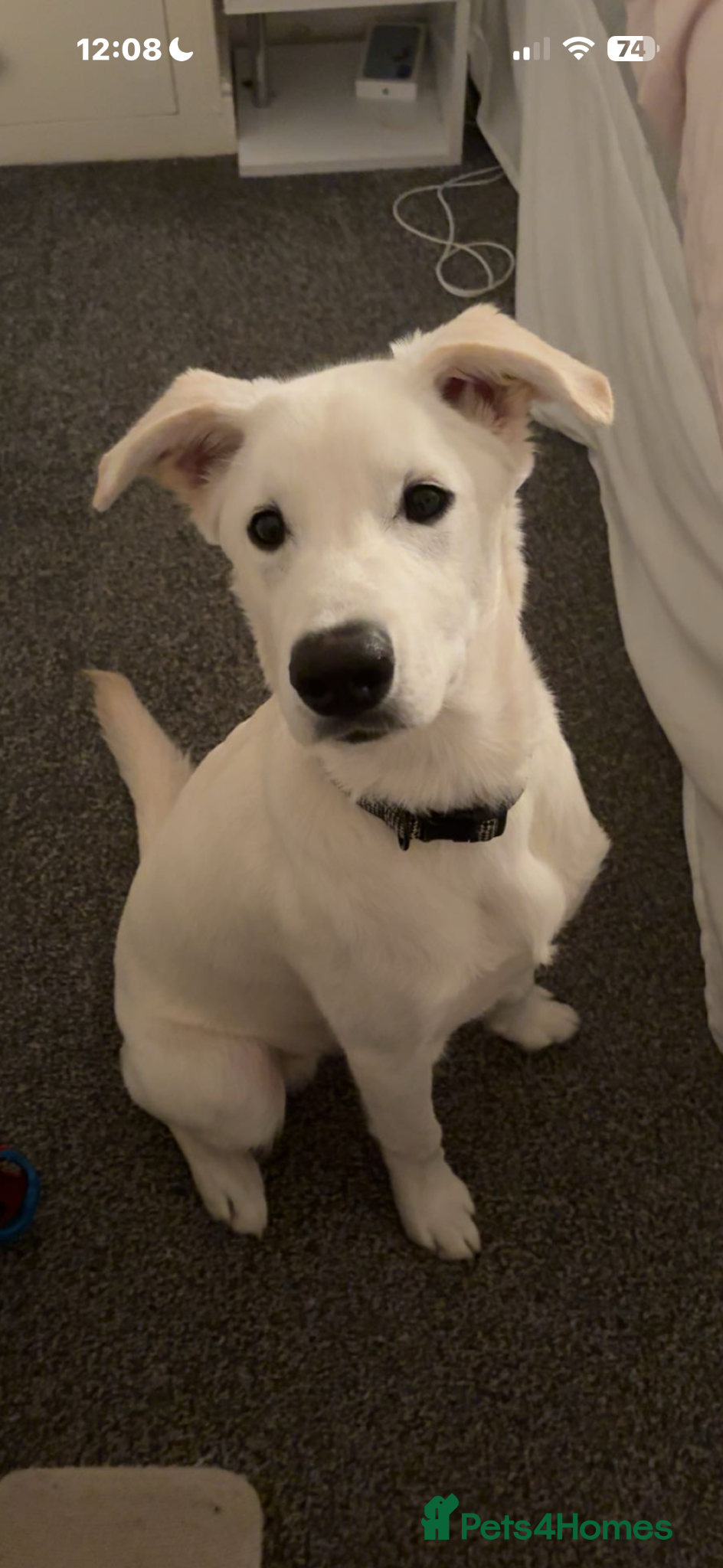 Mixed Breed dogs 8 month old male puppy for rehoming  - Advert 9