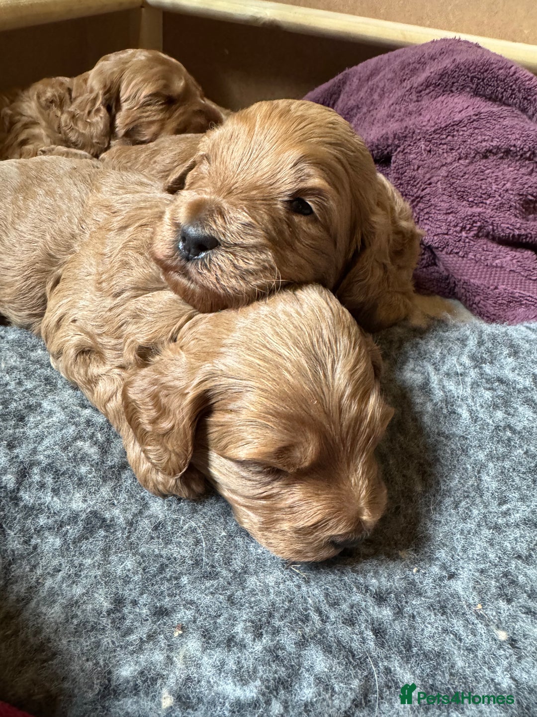 Australian Labradoodle dogs for sale: Australian Labradoodle Puppy - Image 6