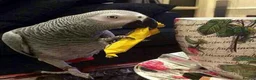 Parrots birds for sale: Male and female congo African Grey Parrots in Southampton - Advert 13