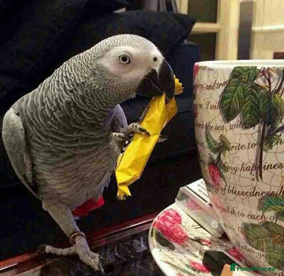 Parrots birds for sale: Male and female congo African Grey Parrots in Southampton - Advert 13