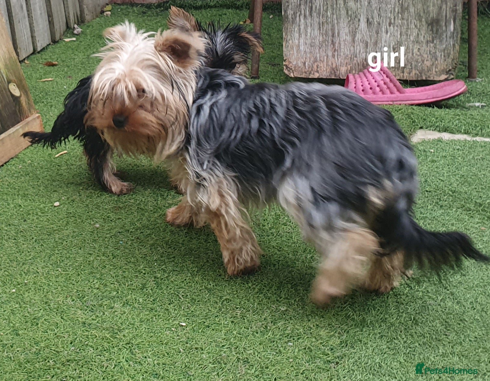 Yorkshire Terrier dogs Yorkshire terrier puppies 1 girl - Advert 18