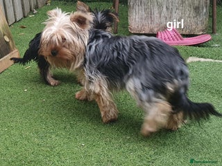 Yorkshire Terrier dogs Yorkshire terrier puppies 1 girl - Advert 18