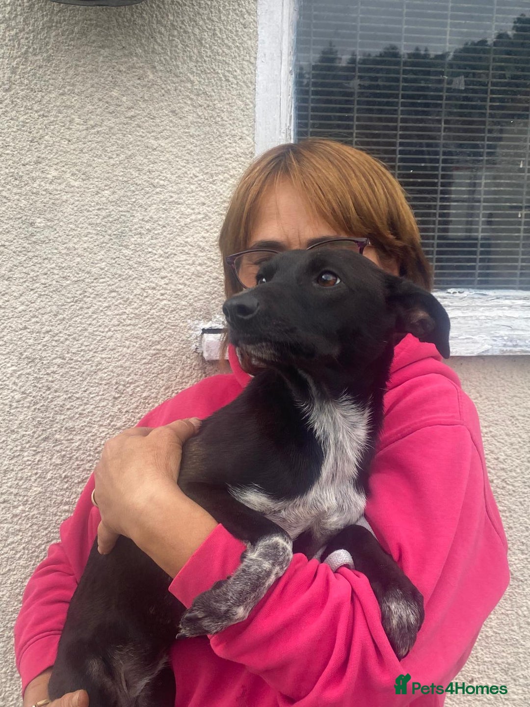 Mixed Breed dogs for adoption: Meet KATIA, a Gentle Little Girl for a Loving Home - Image 6