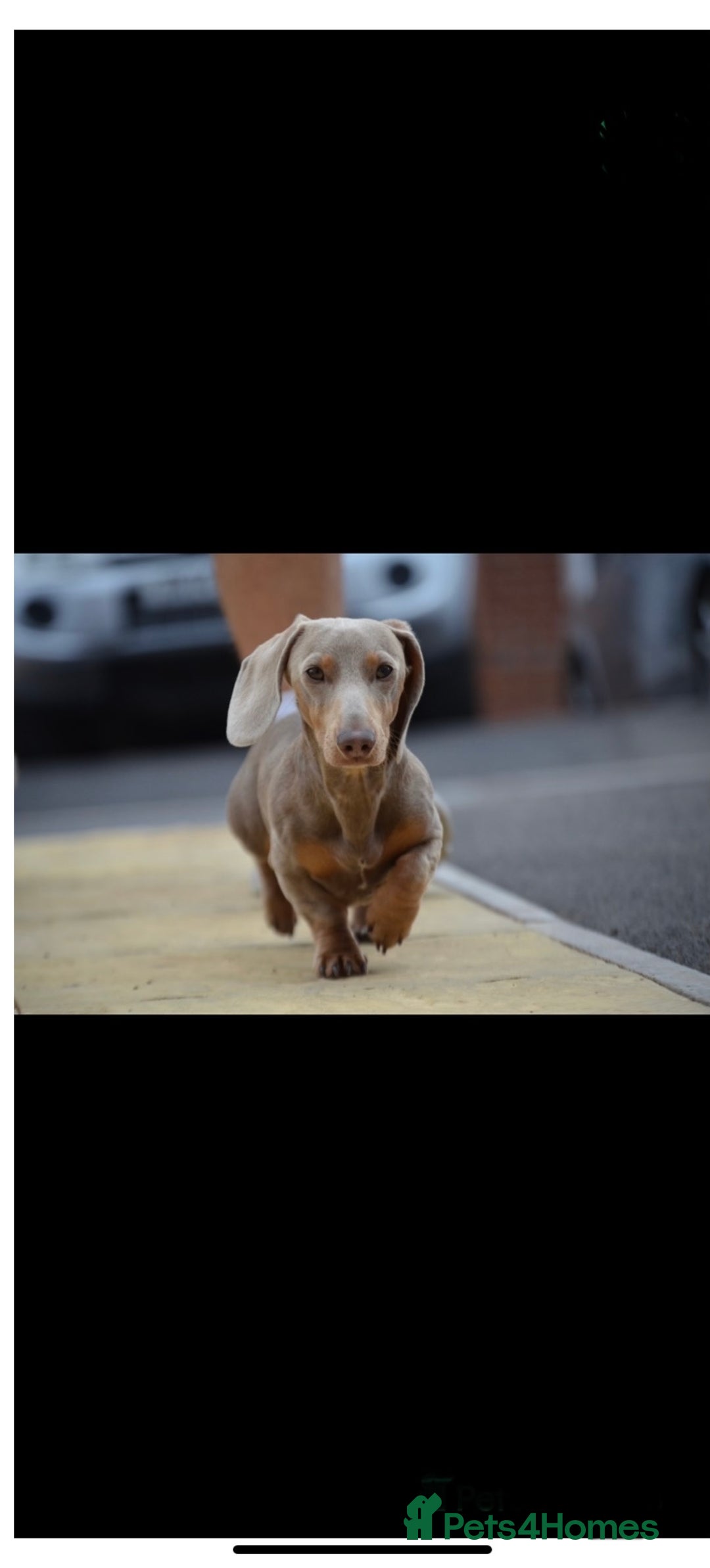 Dachshund dogs for sale: Dachshund  - Image 24