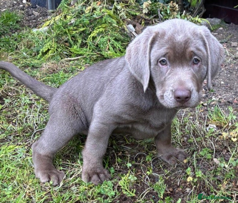 Labrador Retriever dogs Gorgeous Silver Labrador Puppies  - Advert 2