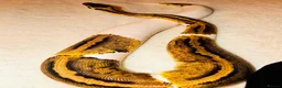 Python Snake reptiles for sale: Royal ball python leopard pied yellow belly  - Advert 2