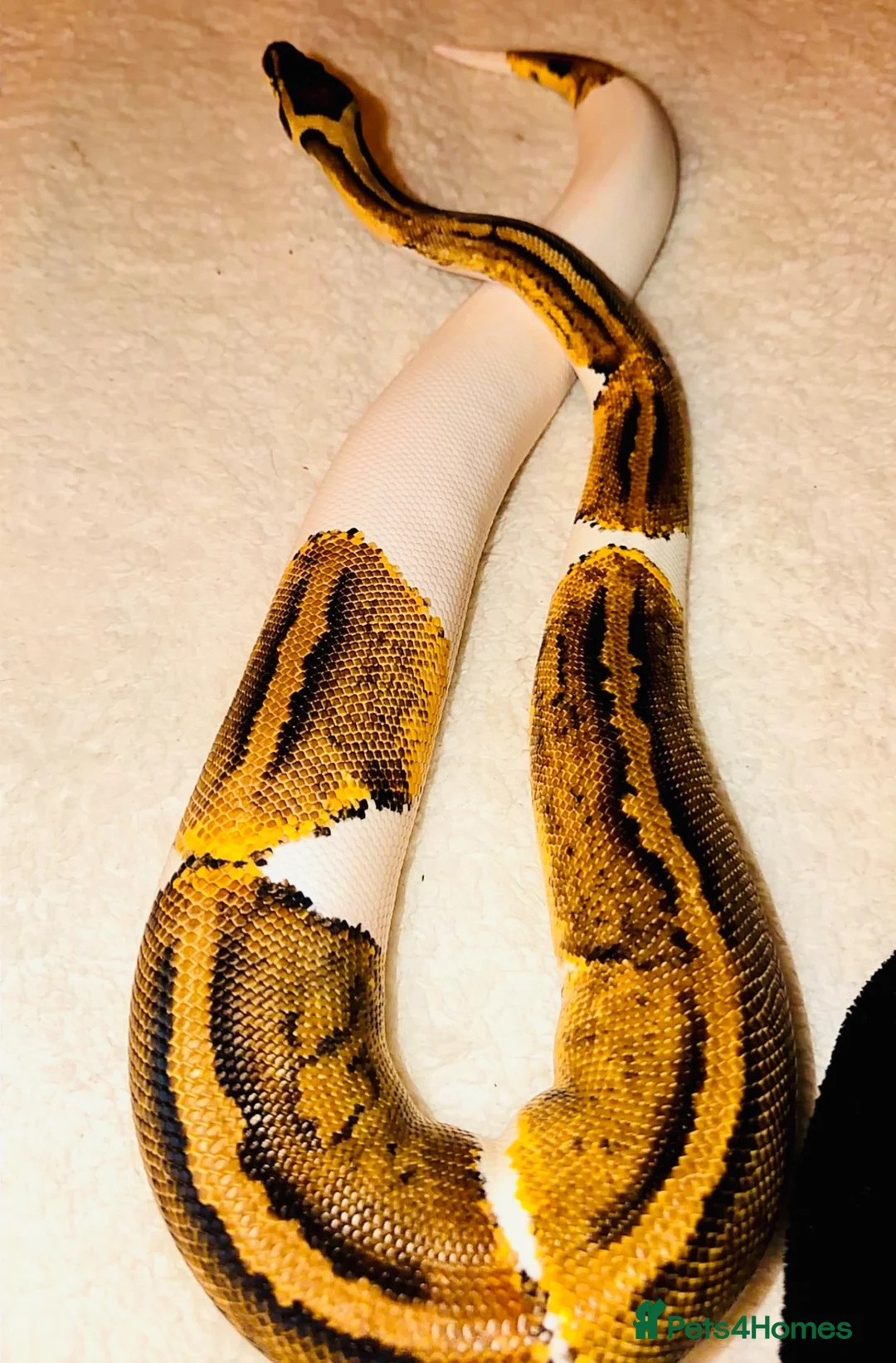 Python Snake reptiles for sale: Royal ball python leopard pied yellow belly  - Advert 2