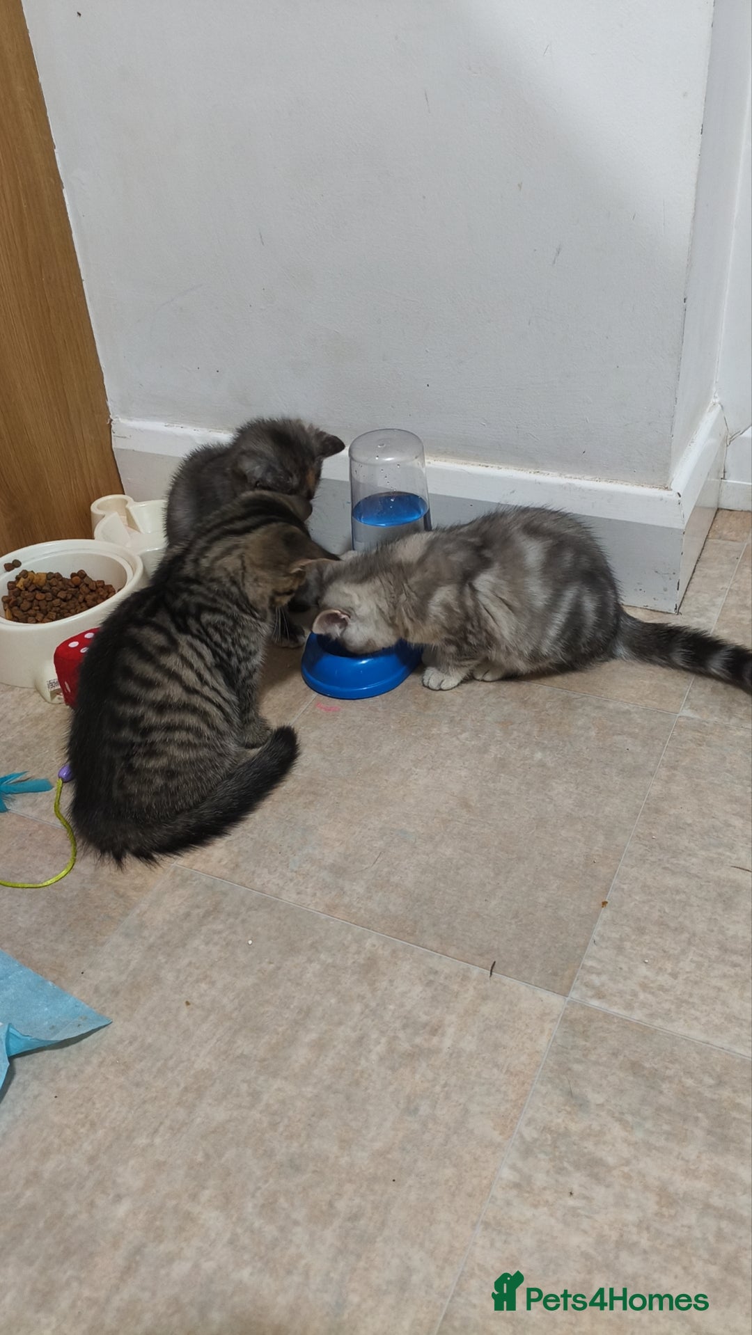 British Shorthair cats for sale: 4 little kittens - Image 4