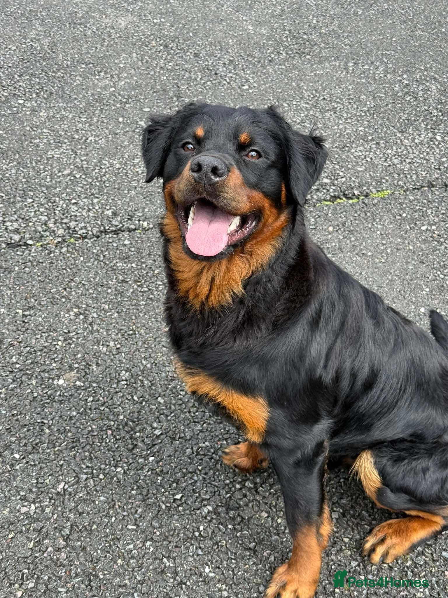 Rottweiler dogs Rottweiler male one year old  - Advert 1