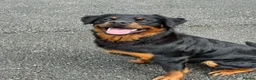 Rottweiler dogs for sale: Rottweiler male one year old  - Advert 1