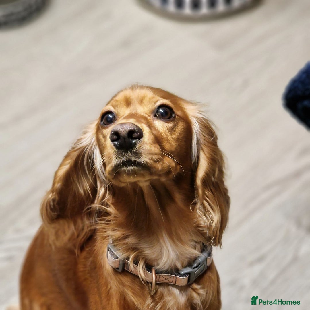 Cockerdor dogs for sale: Cockerdor puppies - Advert 1