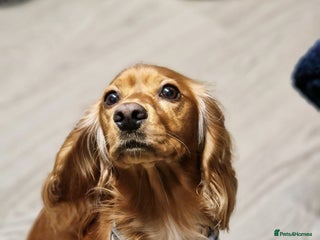 Cockerdor dogs Cockerdor puppies - Advert 1